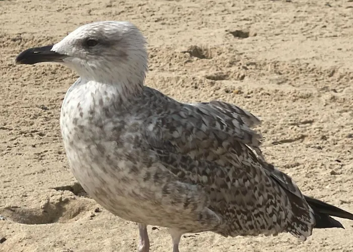 Patio Da Foz - Tres Accueillant Centre-ville *